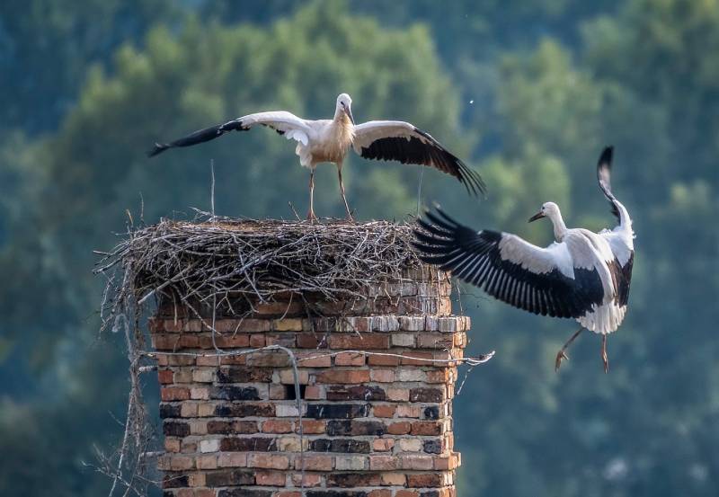 Professional Chimney Animal Removal Services in Oak Park, Michigan