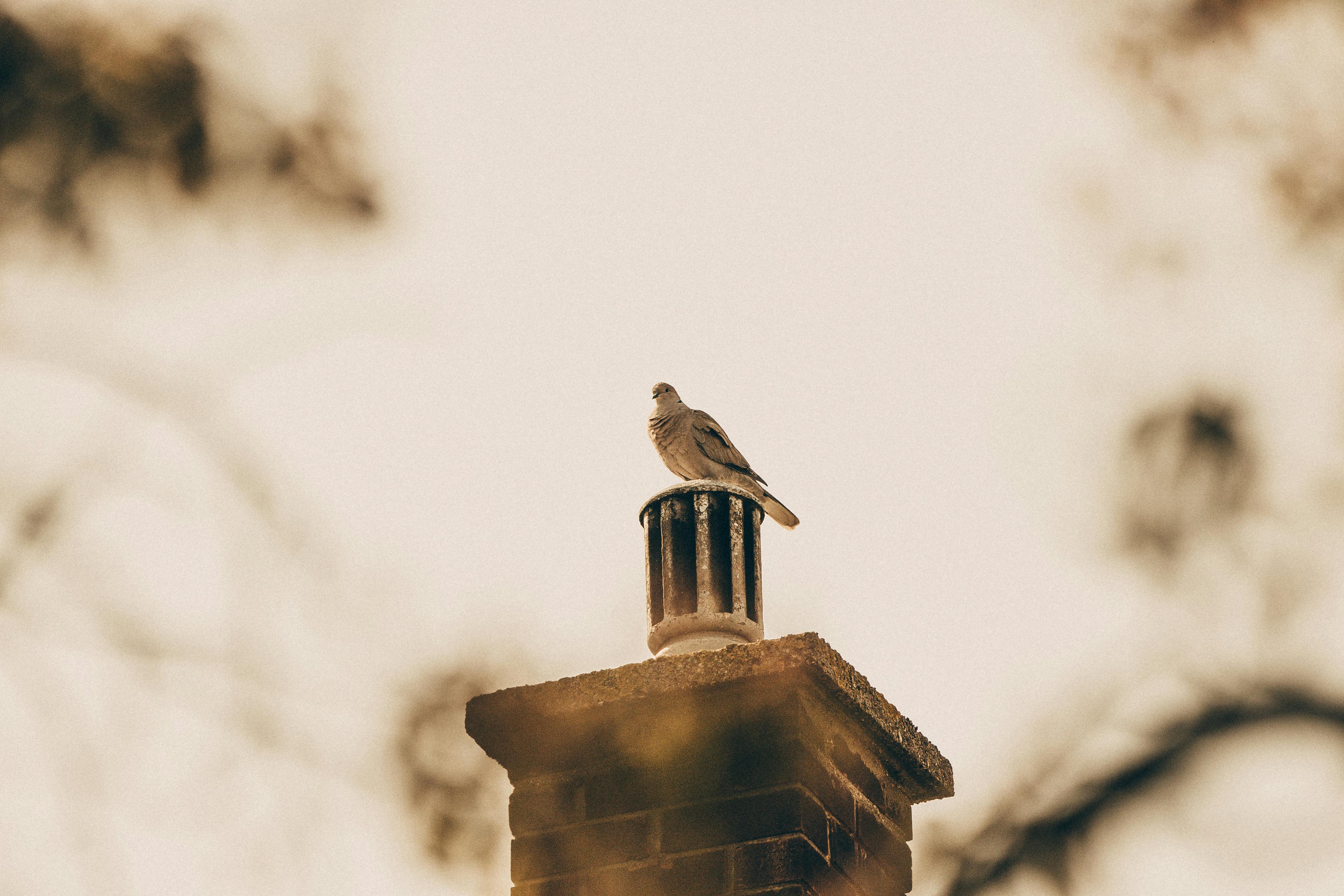Professional Chimney Cap and Damper In Oak Park Michigan